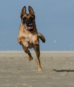 A belgian malinois