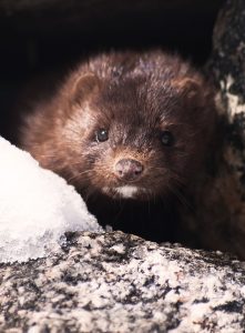 A mink