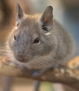 A chinchilla