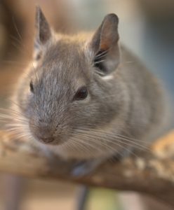 A chinchilla