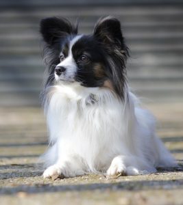 A Papillon