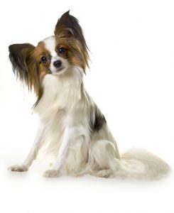 A Papillon