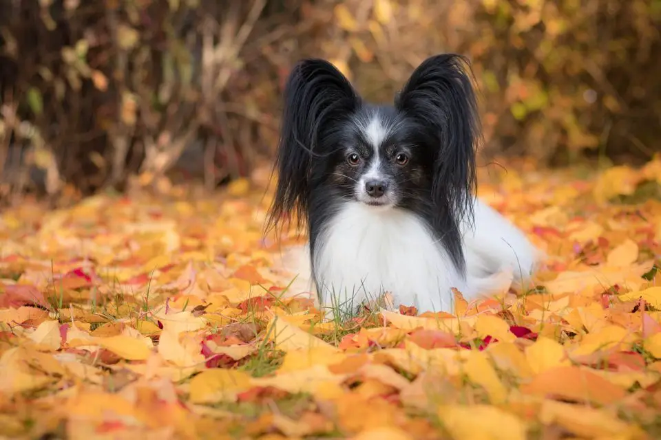 Do Papillon Dogs Shed 