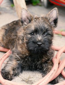 do cairn terriers shed