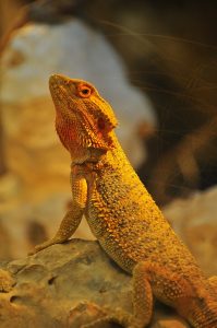 A bearded dragon