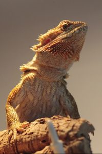 A bearded dragon