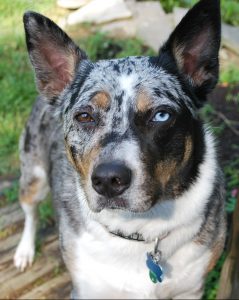 A Australian cattle dog