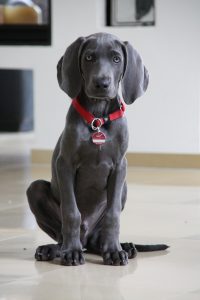 A weimaraner