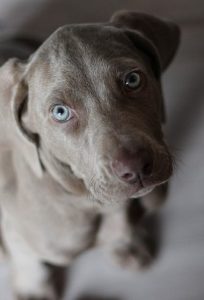 A weimaraner