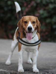 how to train a beagle not to bark