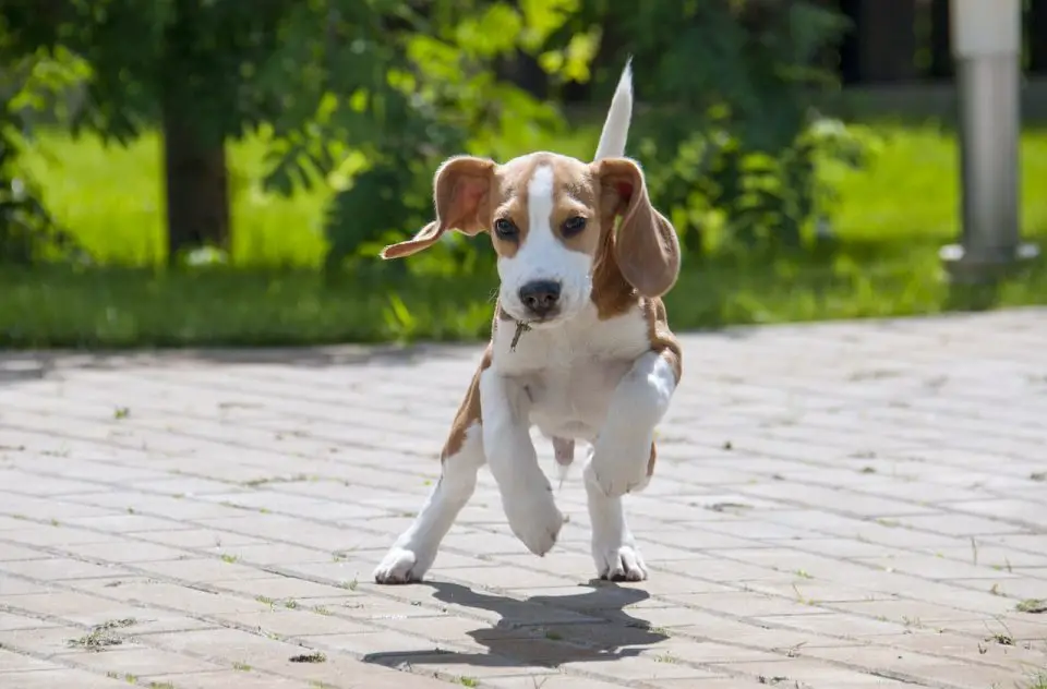 A beagle