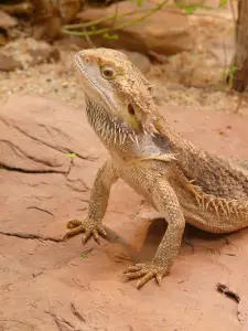 A bearded dragon