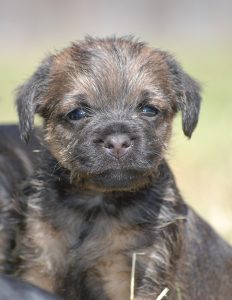 A border terrier