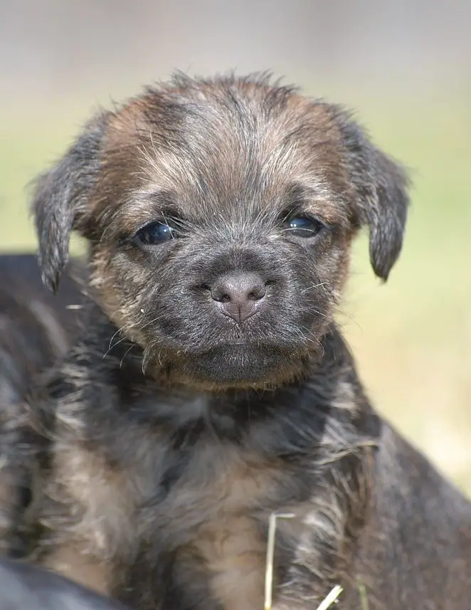 Do Border Terriers Shed? A Full Shedding Guide!