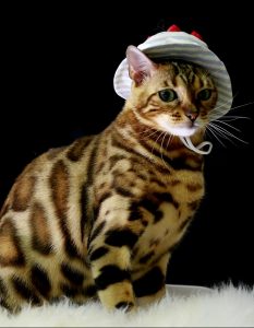 Bengal cat