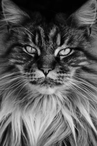 A Main coon