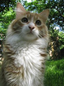 A Main Coon