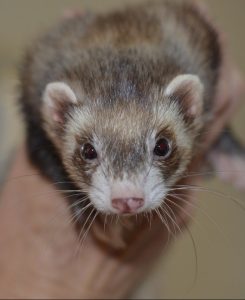 A ferret