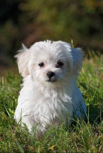 A maltese