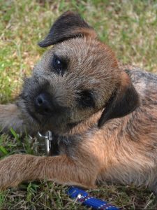 A border terrier