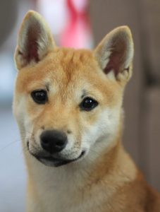 A shiba Inu