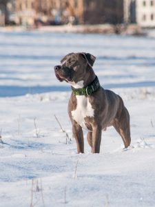 are pitbulls hypoallergenic dogs