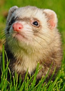 A ferret