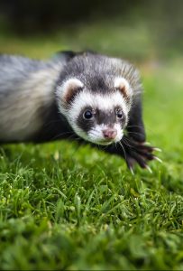 A ferret