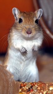 A gerbil