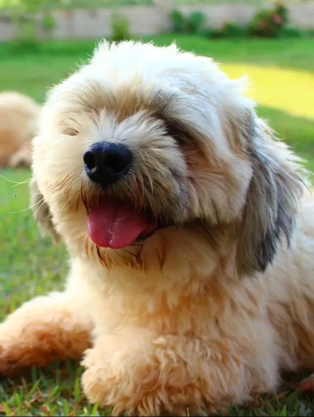 Are Lhasa Apsos Hypoallergenic? Do They Shed At All?