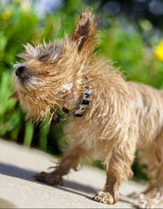 A maltipoo