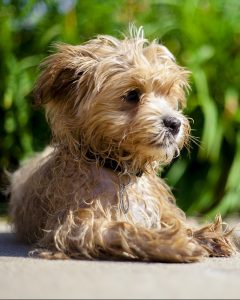 A maltipoo