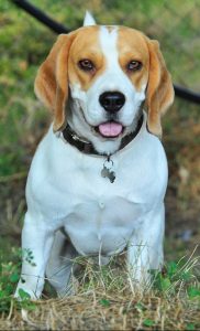 A beagle