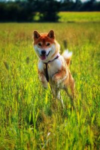 A shiba inu