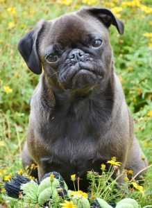 A pug