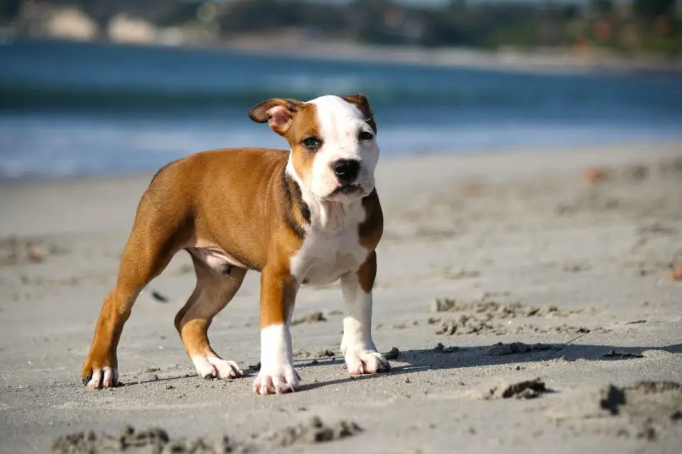 Are Pitbulls Hypoallergenic? – A Guide to Their Effect on ...
