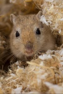 A gerbil