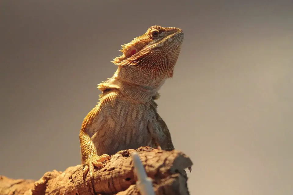 A bearded dragon