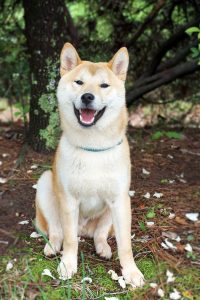 A shiba inu