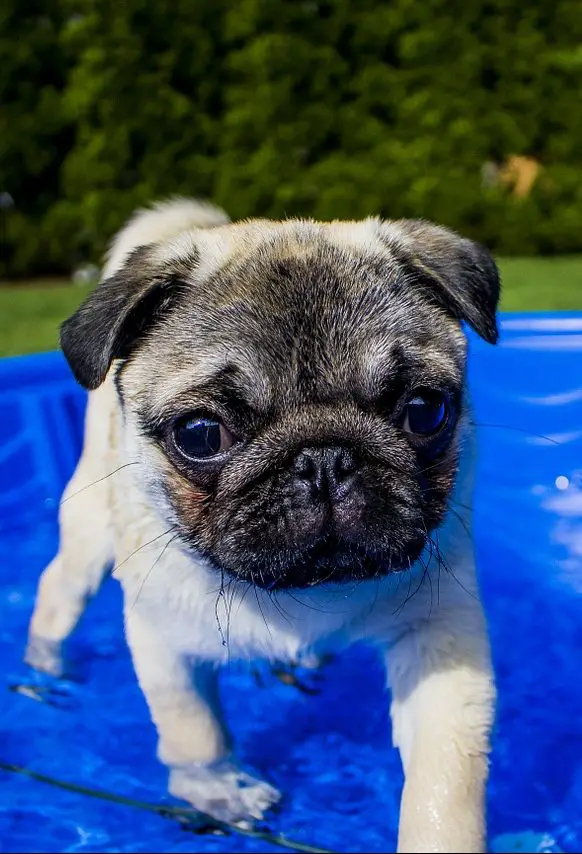 Do Pugs Shed? A Full Guide About Pugs Shedding!