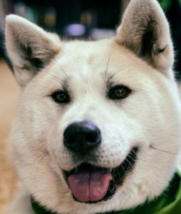 A non hypoallergenic Akita