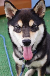 A shiba inus