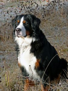 A bernese mountain dog