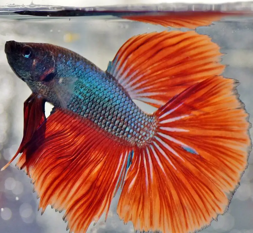 3 Best Low Maintenance Fish to Keep as Pets - Beta 3424574 1280 E1590175750525