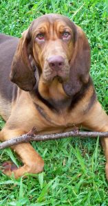A bloodhound