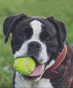 A boxer dog