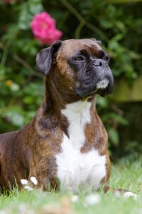 A boxer dog