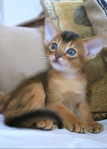 abyssinian cat