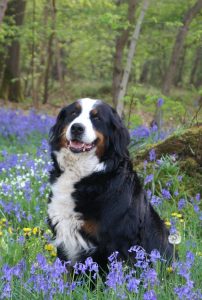 A bernese mountain dog