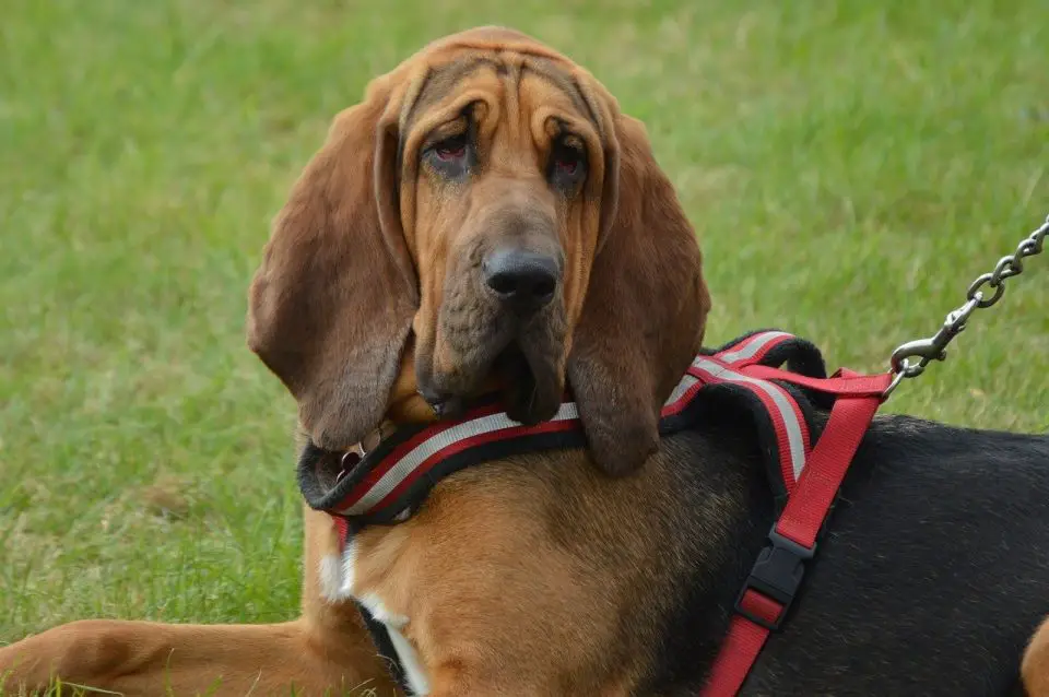 A bloodhound